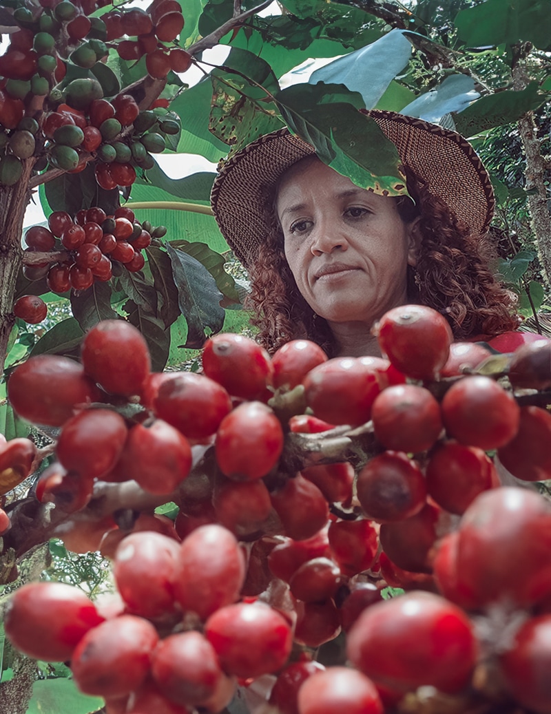 Ecuador-Coffee-lepidas-img2