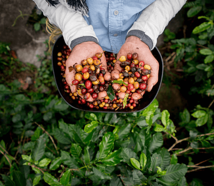 Colombian Coffee